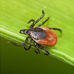 Tick Bites